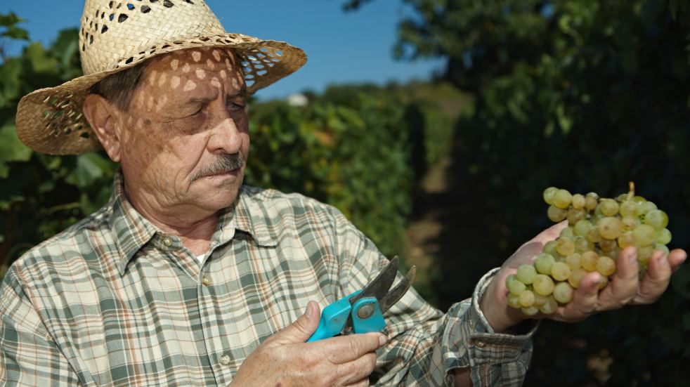 slovenia vineyard